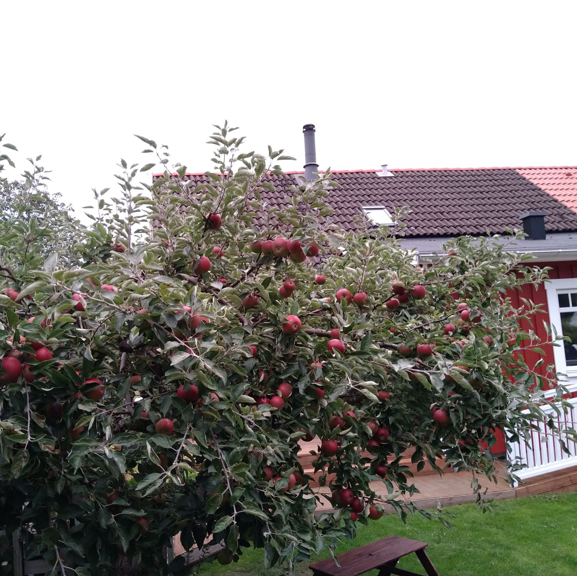 ppelträd fullt med röda äpplen framför hus.